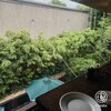 トラットリア セッテ - 