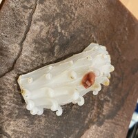 割烹鮨 華あざ - 