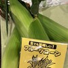 阿蘇の森　ドッグライダー・アソドッグ