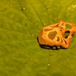 銀座 しのはら - 鼈の煮凝り