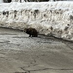 いよだ製菓 - たぬき？