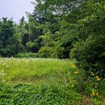 Compain - 先生が行ってくだされば、それだけが本望