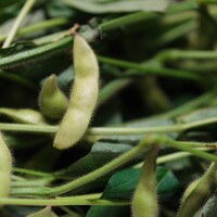 スガラボヴィー - 