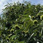 そば処 砂武縞 - 