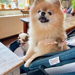 ナチュラル　カフェイーナ - 