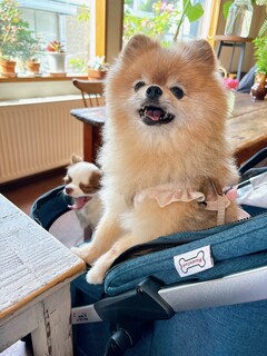 ナチュラル　カフェイーナ - 