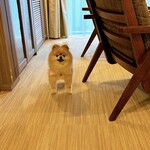 Le Chien Kyu Karuizawa