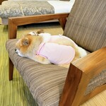 Le Chien Kyu Karuizawa