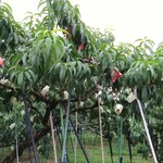 桃山特産センター - 