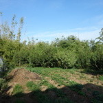 Le BENKEI - 自家農園で野菜やハーブをを作っています