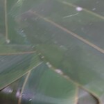 魚づ鱒寿し店 - 