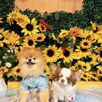 Regina Resort Kyukaruizawa