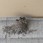 中華そば麦右衛門 - 