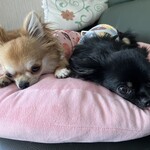 万正 - うたとおとはおやすみ中で、ニンニク臭に気付かずw