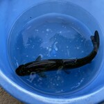 追の沢マス釣場 - 