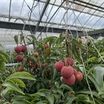 MiKiFARMcafe GARDEN - 