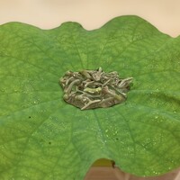 日本料理 みや  - 