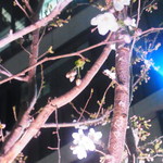 まんてん鮨 - 少し桜が咲き始まりました