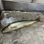 さぎり屋 - お刺身用鮎を氷〆
