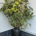 新屋敷 幸福論 - 