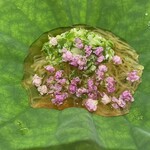 新屋敷 幸福論 - ・そうめんカボチャ