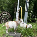 鉄師 卜蔵家 鈩の舎 カフェタタラノイエ - やぎさん
