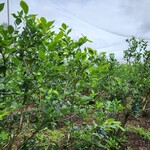 블루베리 필드 카난