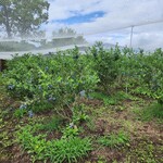 ブルーベリーフィールドカナン - 料理写真: