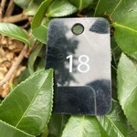 鳴門鯛焼本舗 - 