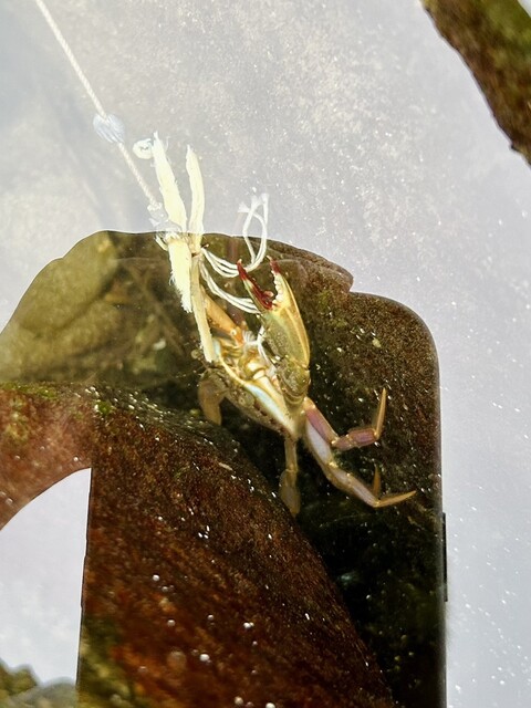 海テラスゆら 磯の風 - 三瀬（カフェ）の写真