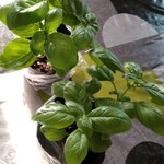 鳥の海 ふれあい市場 - バジルの苗1ポットなんと75円✨ 種からだと時間かかるしお手軽です♫んー…香りがたまらない( *´艸)