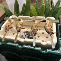 赤坂 菊乃井 - 
