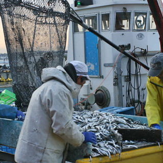 漁港直送の魚介を食べるなら鰓呼吸!!