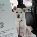 青竹手打ラーメン 日向屋 - 