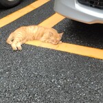 スタミナカレーの店バーグ - 停めたパーキングにいた寝子さん