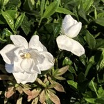 焼きもの家 慶 - 帰り道に大元のクチナシを観る。梅雨の恵みで7月中旬まで頑張った。