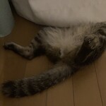 手打ちそば無着庵 - 