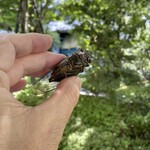 キャトルラパン - 蝉を捕まえましたよ、もちろん素手です