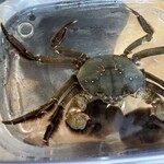 ウシマル - 生きてるモクズガニ