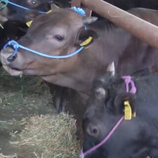 “地消”地元の食材をふんだんに使ったバーガー！