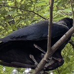 レイドバックバーガー - 