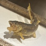 日本橋 蕎ノ字 - 天竜川　鮎