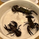 柚木元 - ザリガニ