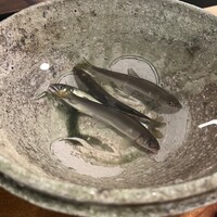 心根 - 天然の鮎