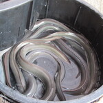 炭火焼き うなぎの店 旦 - 安曇野の地下水で鰻を飼っている様子