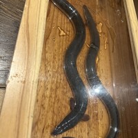 にょろ助 銀座 - 