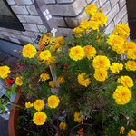 石窯パン工房 パパベル - 