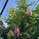 JiProign - そば屋さんの角のサルスベリが咲き始めた