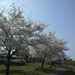 ファイブカフェ - お店の前の川沿いの桜（2014/3追加）　