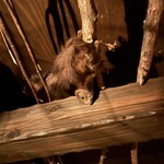 ベンフィディック - 